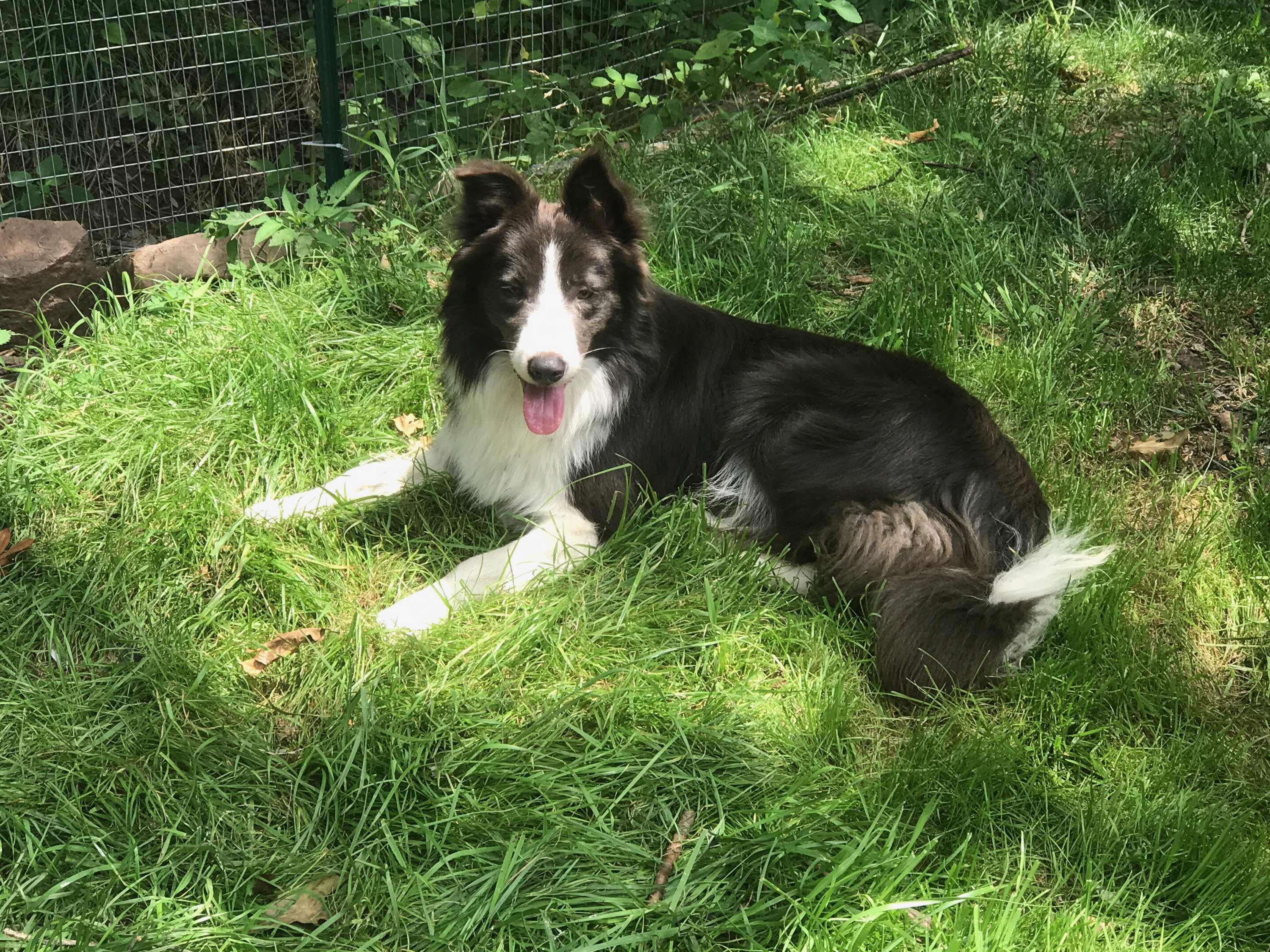 smooth coat border collie for sale