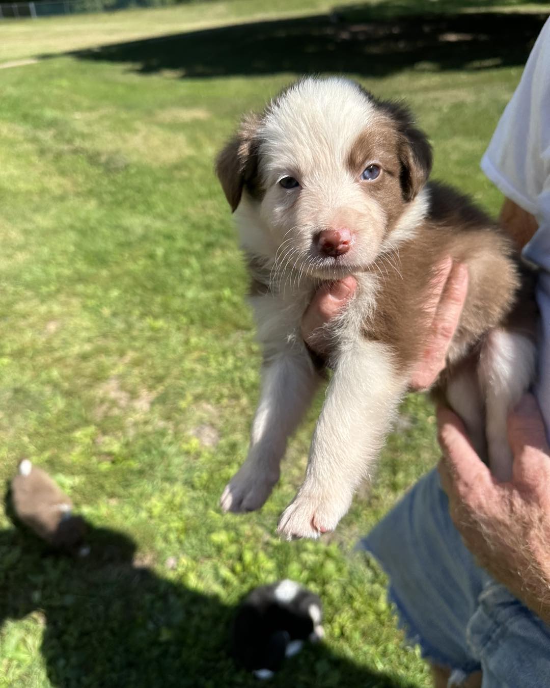 Available Puppies - Border Collie Puppies For Sale From J-tail Border 