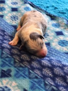 Available Puppies - Border Collie Puppies For Sale From J-Tail Border ...