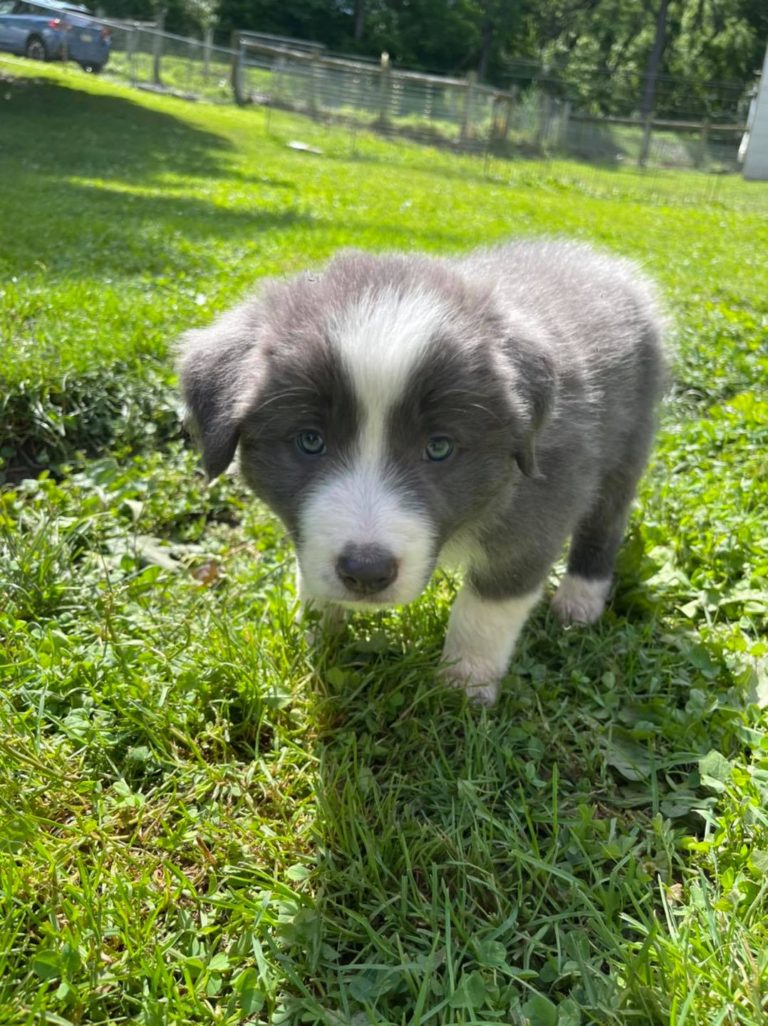 Available Puppies - Border Collie Puppies For Sale From J-Tail Border ...