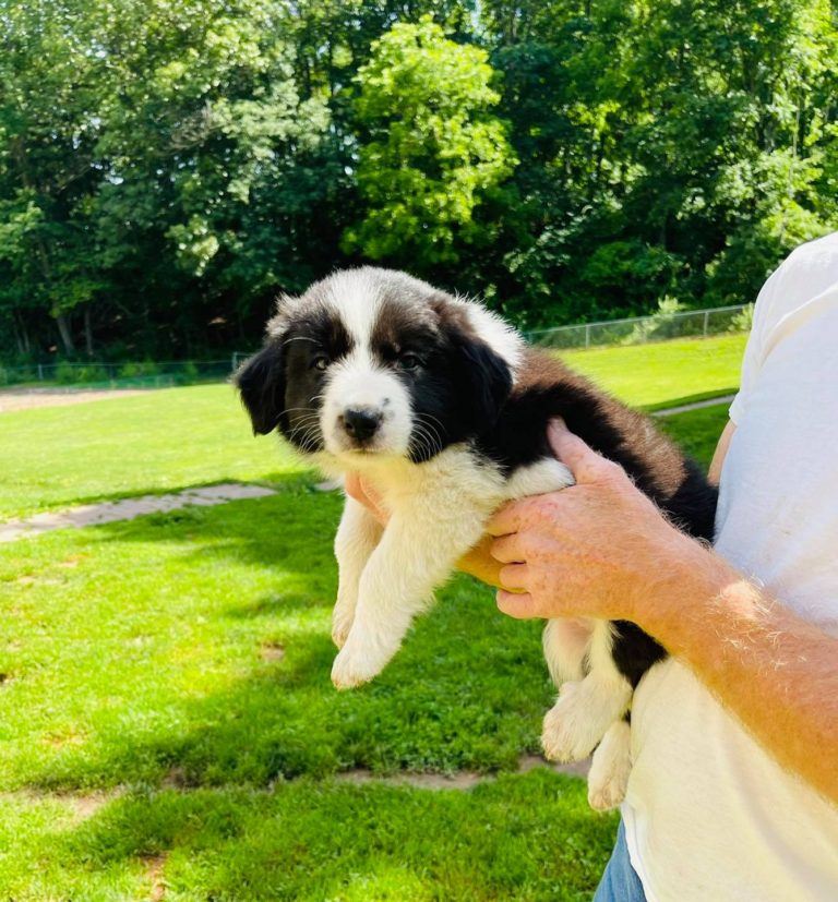 Available Puppies - Border Collie Puppies For Sale From J-Tail Border ...