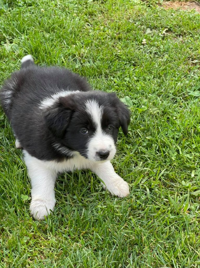 Available Puppies - Border Collie Puppies For Sale From J-Tail Border ...