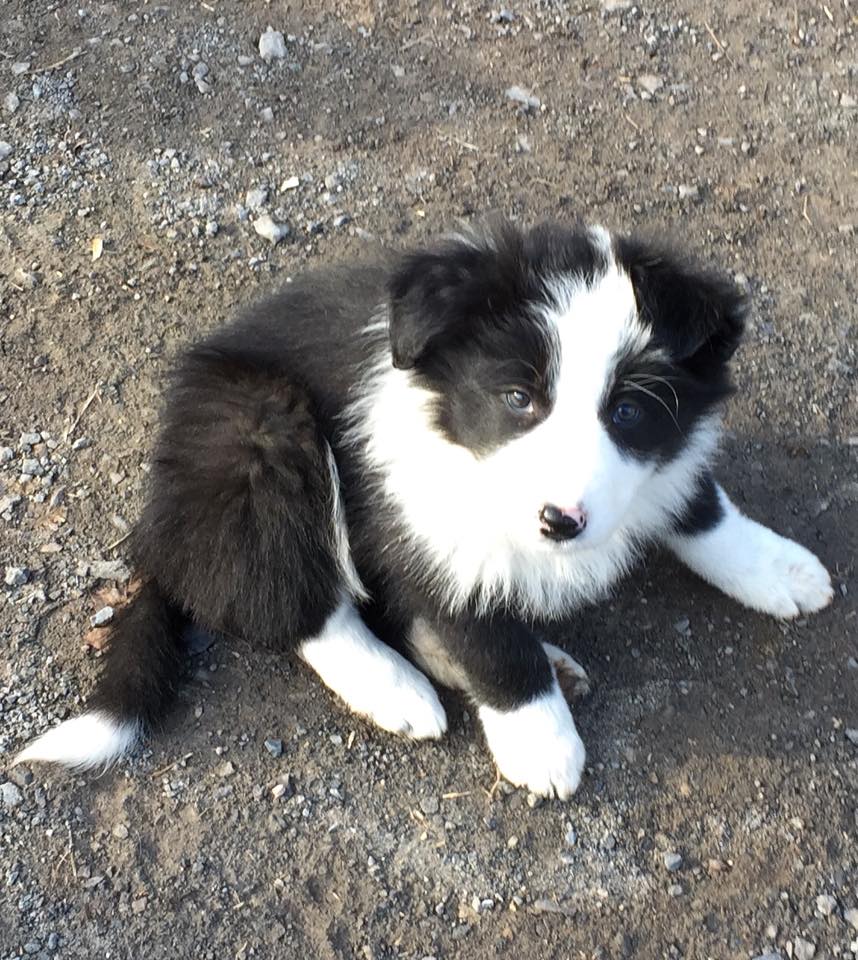Available Puppies - Border Collie Puppies For Sale From J-Tail Border ...