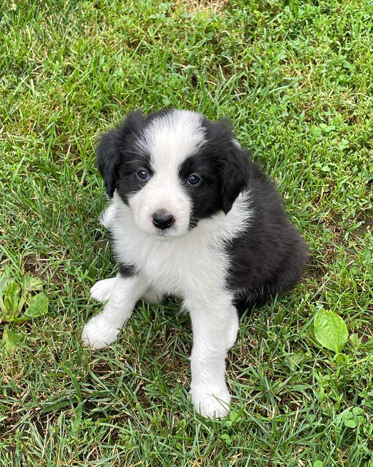 Available Puppies - Border Collie Puppies For Sale From J-Tail Border ...