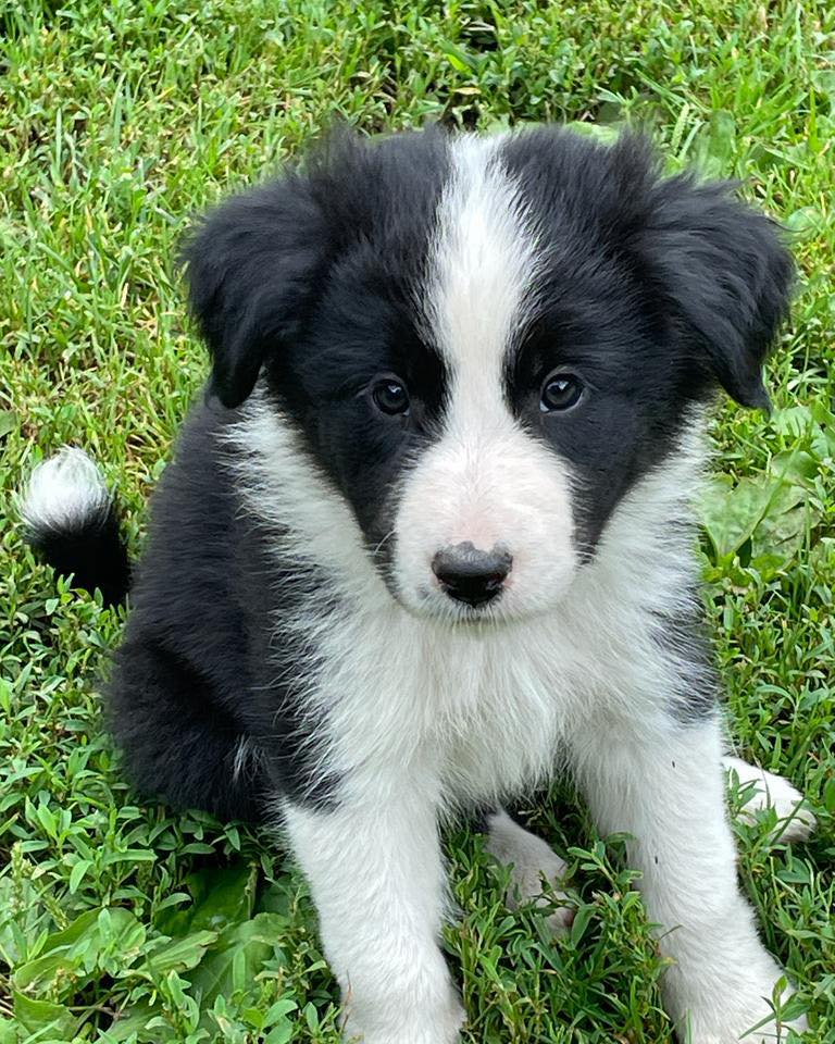 Available Puppies - Border Collie Puppies For Sale From J-Tail Border ...