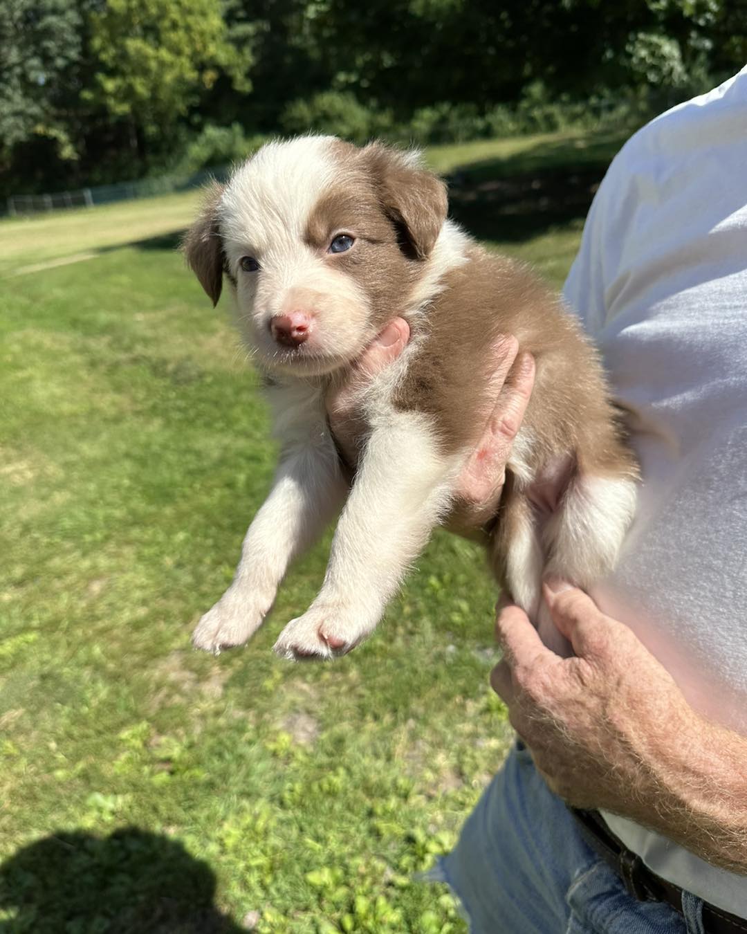 Available Puppies - Border Collie Puppies For Sale From J-Tail Border ...