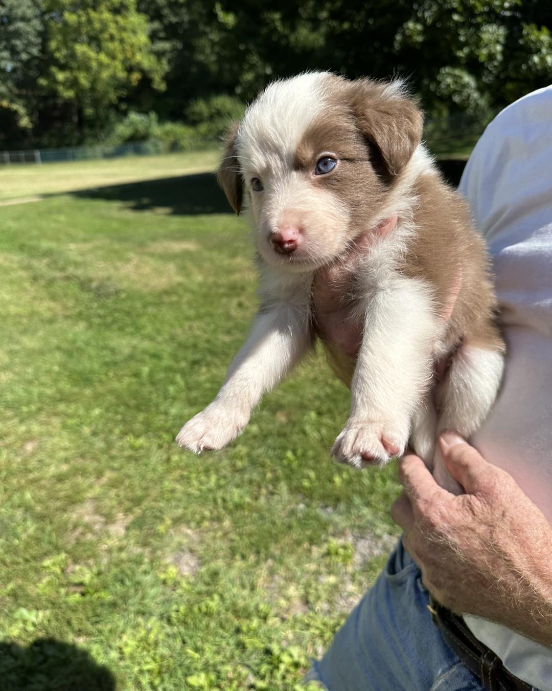 Available Puppies - Border Collie Puppies For Sale From J-Tail Border ...