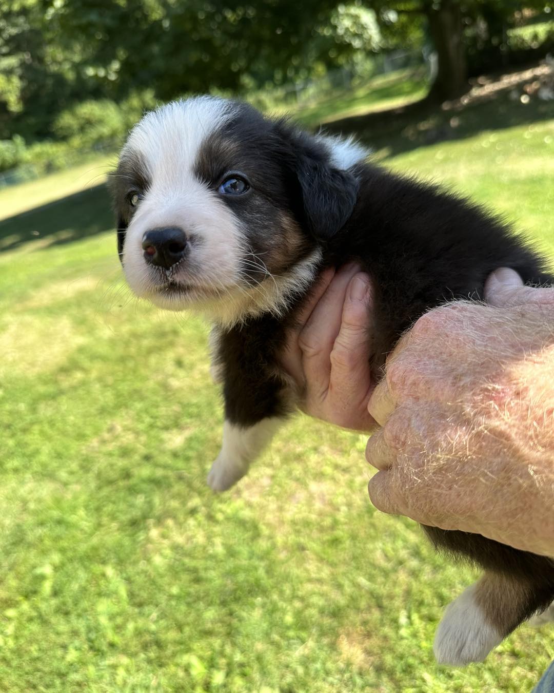 Available Puppies - Border Collie Puppies For Sale From J-Tail Border ...