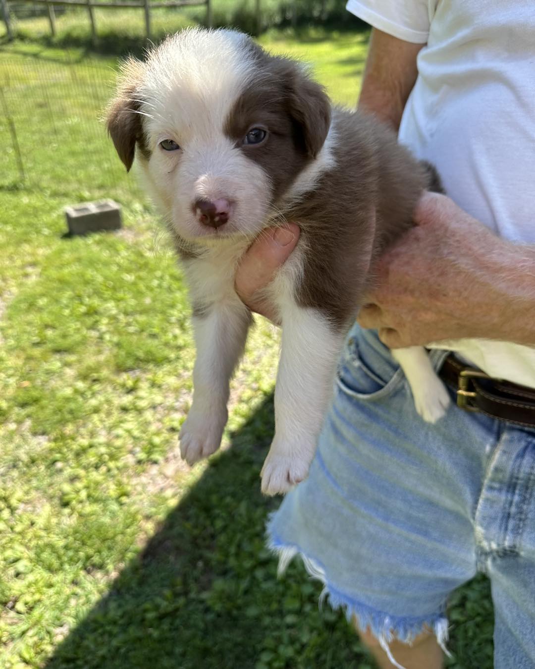 Available Puppies - Border Collie Puppies For Sale From J-Tail Border ...