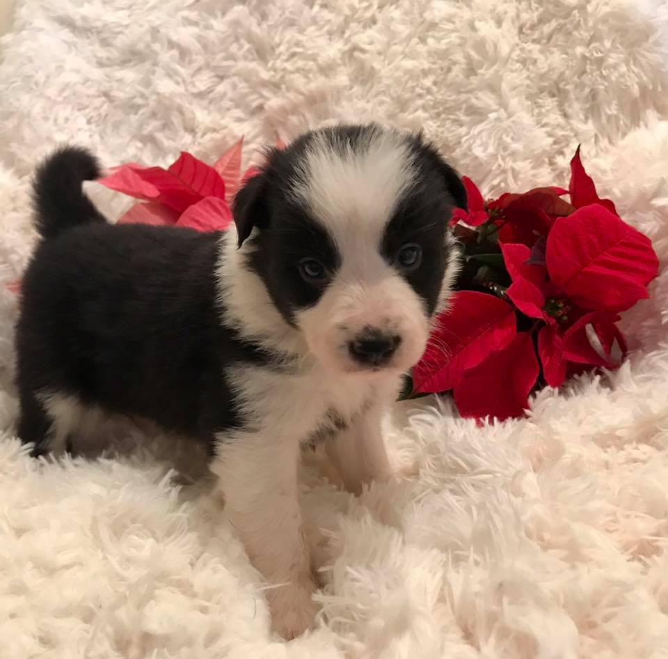 Available Puppies - Border Collie Puppies For Sale From J-Tail Border ...