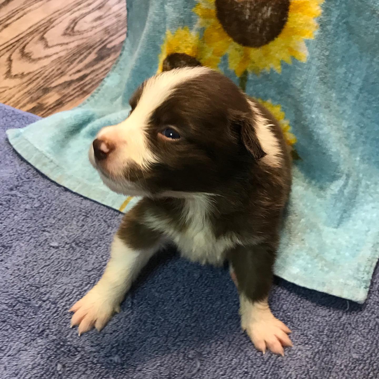 Available Puppies - Border Collie Puppies For Sale From J-Tail Border ...