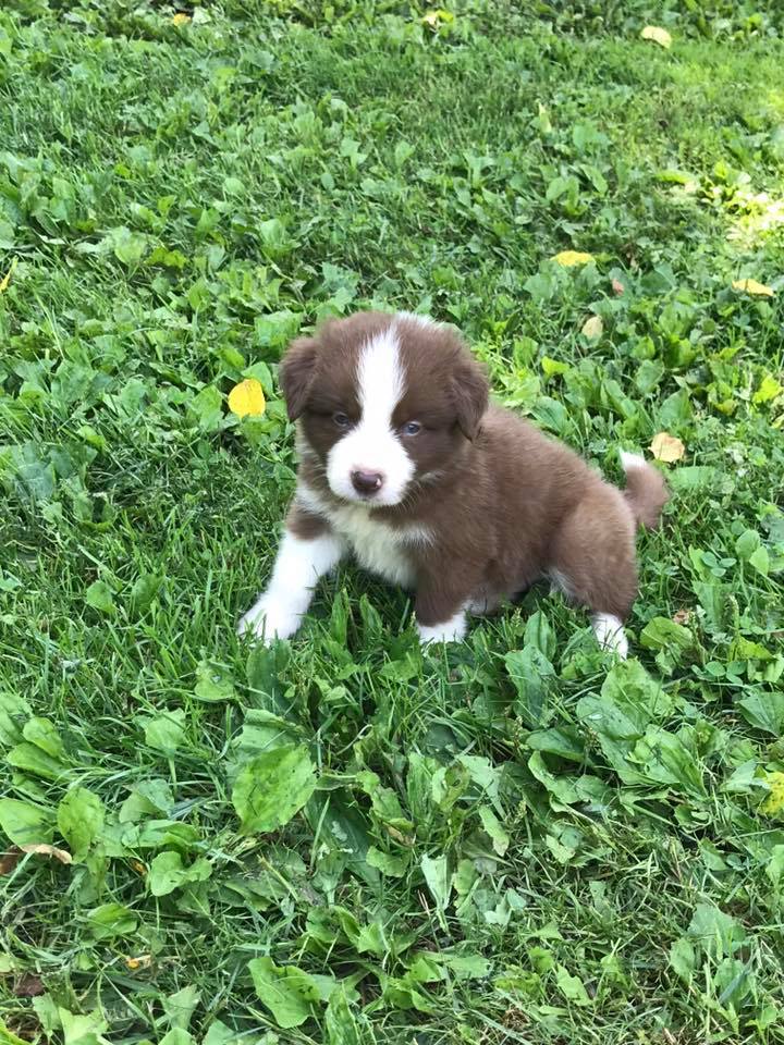 Available Puppies - Border Collie Puppies For Sale From J-Tail Border ...