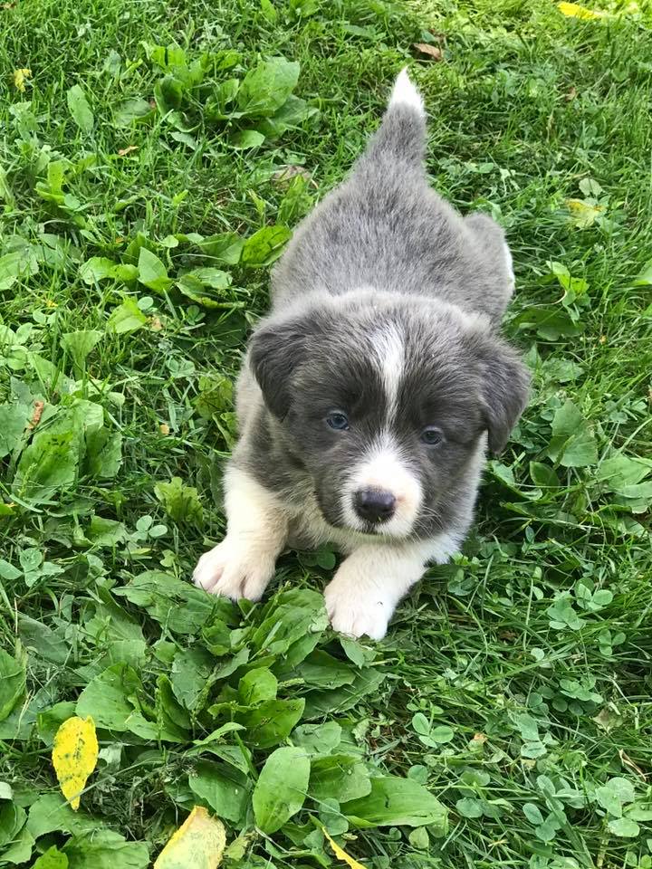 Available Puppies - Border Collie Puppies For Sale From J-Tail Border ...